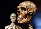 Cráneo de neandertal