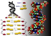 Componentes del ADN