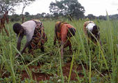 agriculture-tanzania-refugee-unhcr-attribution