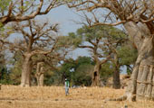 mali-baobab-Hugo-van-Tilborg-Attribution-NonCommercial-ShareAlike