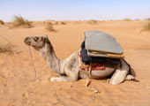 mauritania-adrar-camello-ji-elle-cc-by