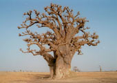 senegal-baobab-bernard-bill5-attribution-share-alike