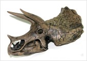 Triceratops. Vegetariano