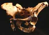 Sima de los Huesos. Yacimiento de Atapuerca.