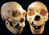 Homo heidelbergensis 500.000 aos antiguedad. Sima de los Huesos, yacimiento de Atapuerca.