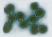 Mycoplasma