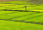 Cultivo arroz Vietnam