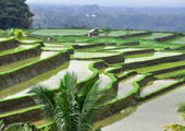 Cultivo terrazas Bali