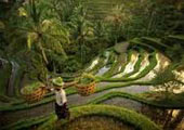 Cultivo terrazas Bali