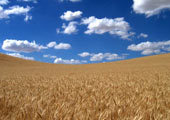 Cultivo de trigo